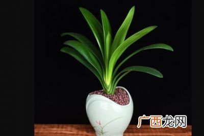 君子兰怎么养才能开花,君子兰如何快速开花？