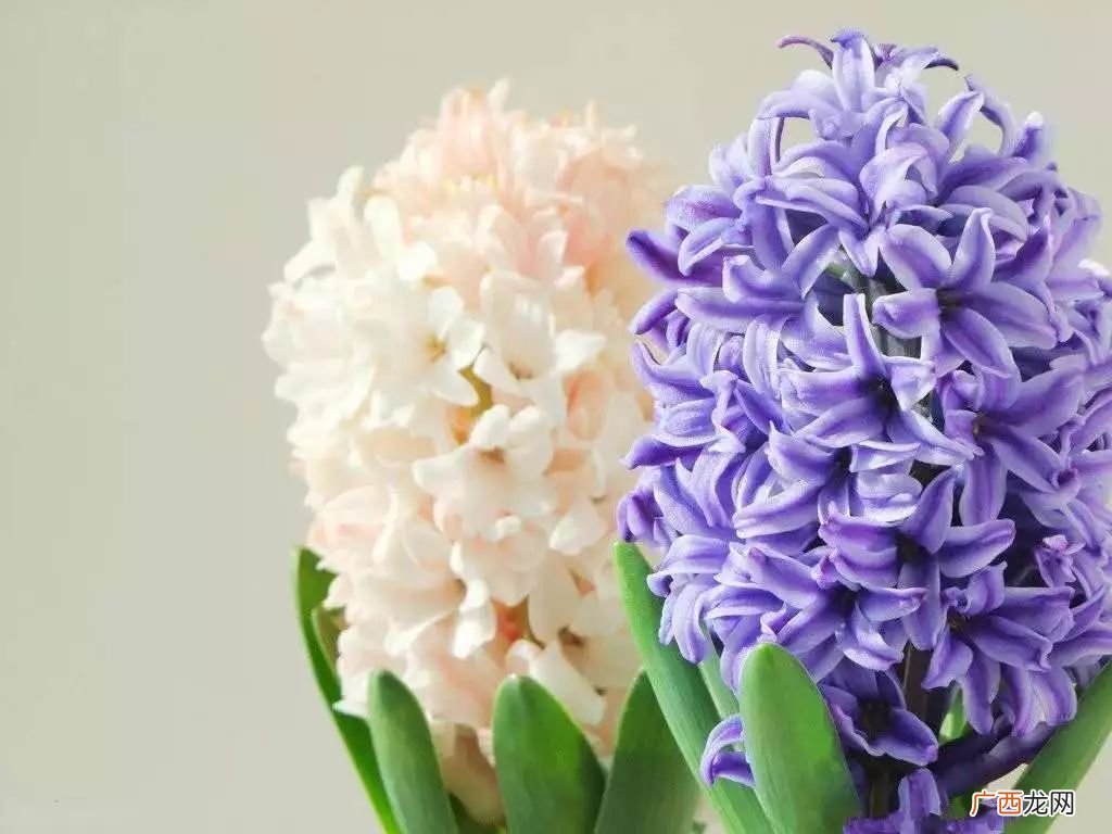 风信子怎么养,风信子花的养殖方法？