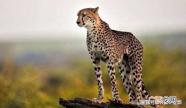猎豹的捕猎方法,一秒钟猎豹可在草原上奔驰多少米？