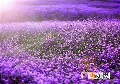 紫色分为哪几种紫,紫色都有什么紫？