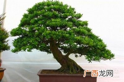 罗汉松怎么养,小罗汉松怎么养护？