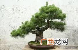 罗汉松怎么养,小罗汉松怎么养护？
