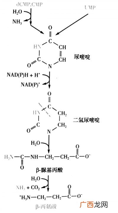 nadh是什么,NADH是什么？