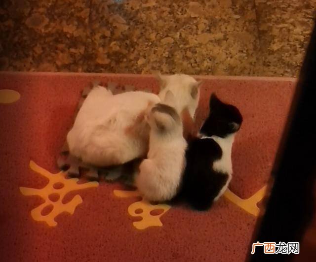 猫上门为什么不能赶走,猫来找你代表什么?