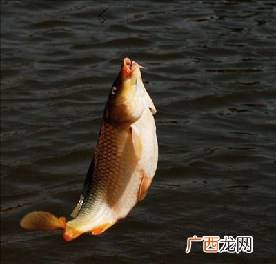 现在怎样钓鲤鱼,专攻大鲤鱼绝招？