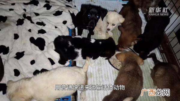 活体宠物怎么快递,为什么网上就有些快递可以送动物？