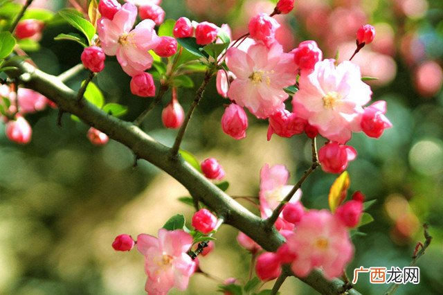 海棠花为什么叫断肠花,海棠花名字的由来？
