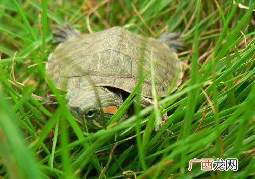 小乌龟怎么养,小乌龟怎么养才能养得好？