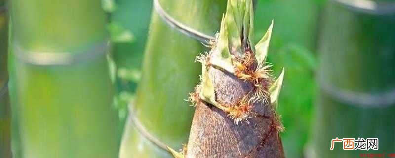 竹笋会破坏泡菜水吗