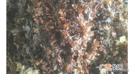 海藻怎么做好吃,盐渍马尾藻怎么吃？