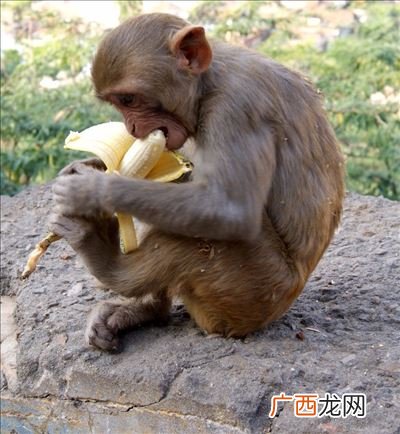 猴子吃香蕉剥皮吗,猴子爱吃香蕉吗？