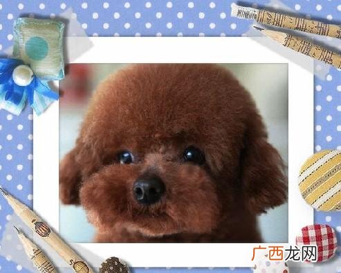 泰迪狗的详细介绍,小泰迪是什么意思？