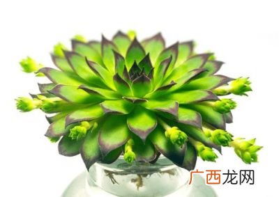 佛座莲和观音莲的区别,观音莲上面的小莲蓬叫什么？