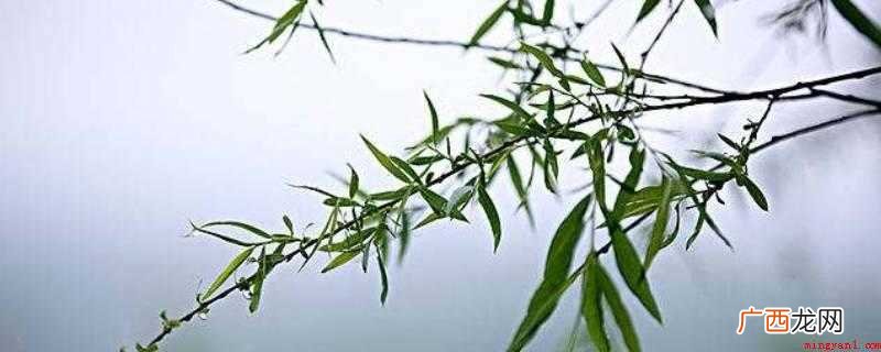 柳树枝泡水要泡多久才能用啊