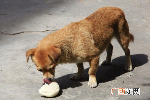 2个月的小狗可不可以吃草莓,幼犬能吃草莓吗？
