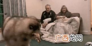 长膘是什么意思,育牛是什么？