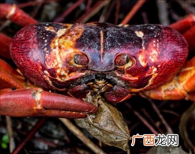 澳大利亚红蟹能吃吗,澳大利亚圣诞岛红蟹可以食用吗？