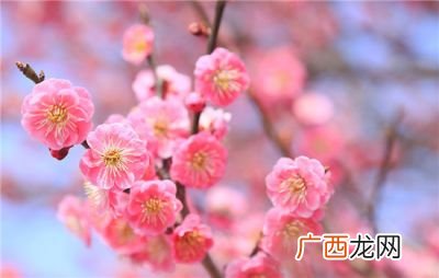 什么花的花语代表孤独坚强,什么花孤独但是开放得很漂亮？