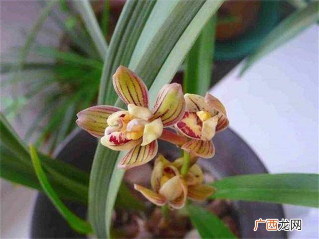 大头兰一年开几次花,大头兰怎样管理才开花?