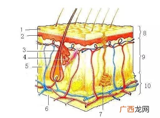 皮肤分三大层那筋膜层在哪,人真皮分为几类？