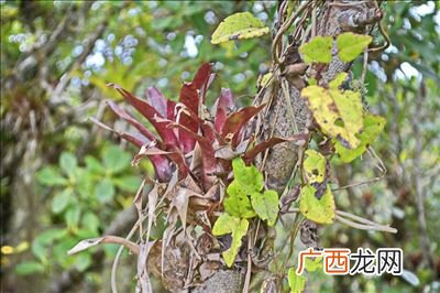 椿是什么意思,一个木一个春念什么？