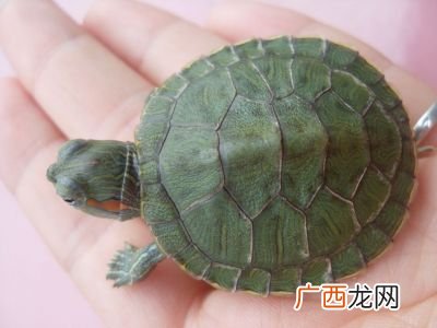 宠物小乌龟吃什么东西,乌龟可以吃家里的什么东西？