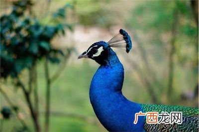 孔雀认主人吗,家养孔雀认家吗？