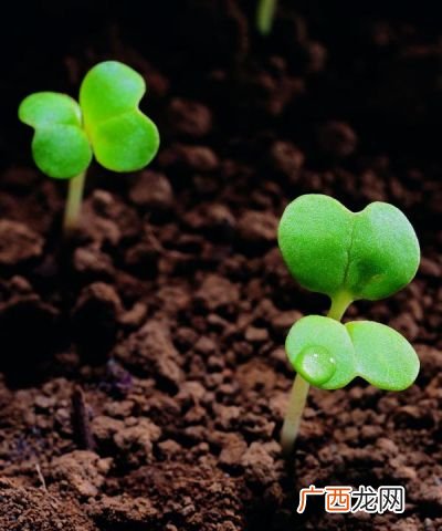 植物有生命吗,自然界除了动植物还有什么生命？