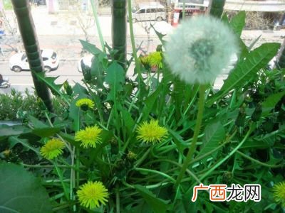 蒲公英的根有什么特点,生蒲公英根和熟蒲公英根的区别？