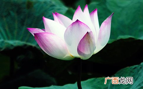 因缘是什么意思,缘份是什么意思，缘是什么意思，份是什么意思？