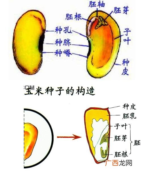 胚乳的主要成分是什么,种子属于什么结构层次？