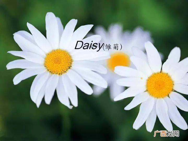 各种花的花语及英文,花语英语网名？