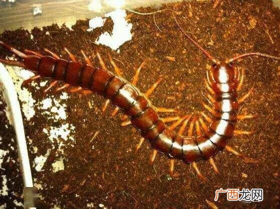蛊虫真实存在吗,情盅是什么意思啊？