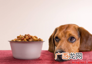 建立宠物食品安全标准有必要吗