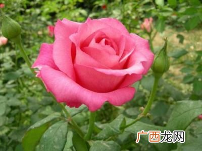 月季花怎么养,月季的正确养殖方法？