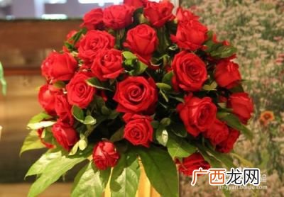 玫瑰花怎么养,玫瑰怎么种植盆栽?