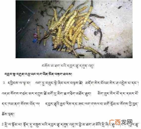 冬虫夏草怎么鉴别,冬虫夏草怎么鉴别真假？