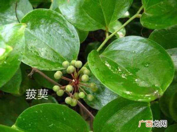 金刚藤的功效与作用,治疗附件炎和盆腔炎，金刚藤，千金片，妇炎康，宫炎平。哪个最好用？
