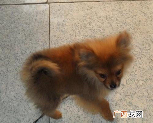 博美犬有几个品种,如何区分各种博美串幼犬？