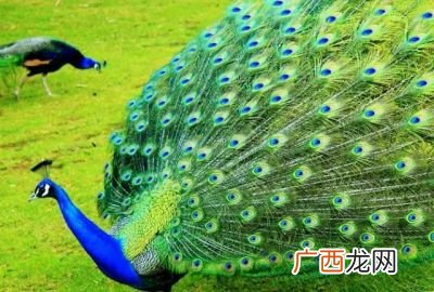 绿孔雀的特点,孔雀菜是紫色好还是青色好？