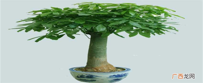 按照风水在客厅里应该选择摆放这几种植物。