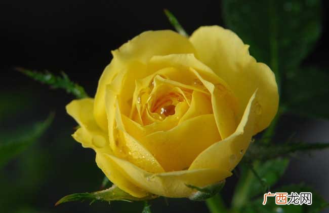 黄玫瑰花语是什么,15朵黄玫瑰花语是什么意思？