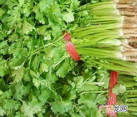 香菜一般什么季节栽种,过年买的香菜什么时间播种谢谢？
