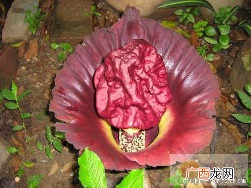 尸香魔芋有什么作用,尸香魔芋花寿命，是多长时间？