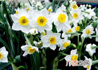 水仙花怎么养,水仙养殖方法和注意事项？