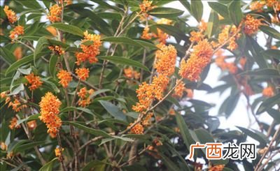 丹桂飘香是什么季节,丹桂飘香是什么时候开始的？