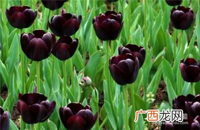 有哪些开黑色花朵的花卉植物,为什么很少有黑色的花？