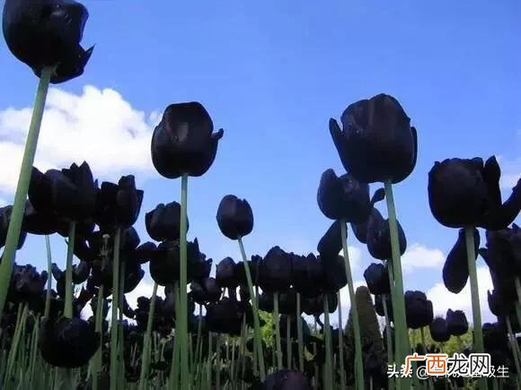 有哪些开黑色花朵的花卉植物,为什么很少有黑色的花？