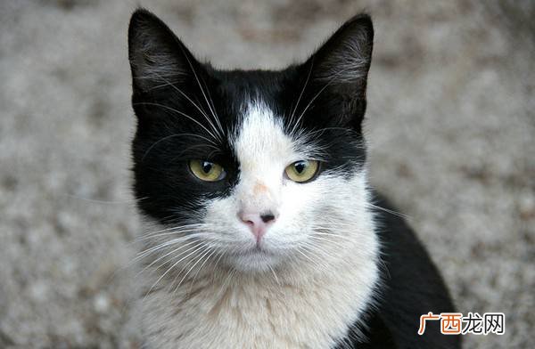 猫三联疫苗是什么,猫三联是什么？