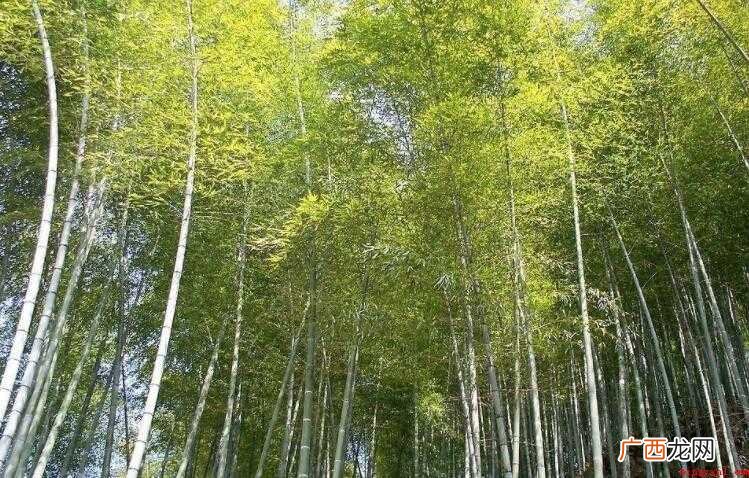 赞美竹子精神的诗句有哪些
